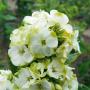 PHLOX - Brumarele - imagine 74274